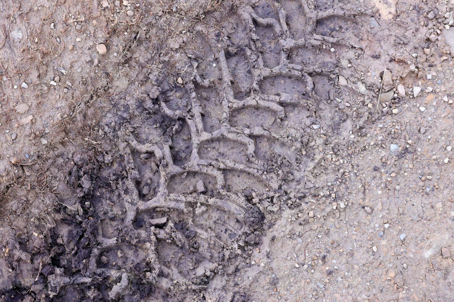 Wheel track on mud. Traces of a tractor or heavy off-road car on brown mud in wet meadow photo