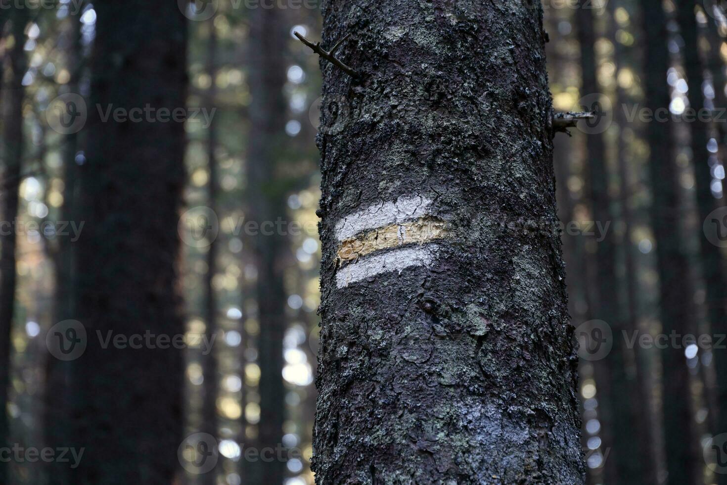 Walking trail background. Yellow and white forest path on brown tree trunk. Guide sign made with paint on hiking trail. Symbol points right way to go photo