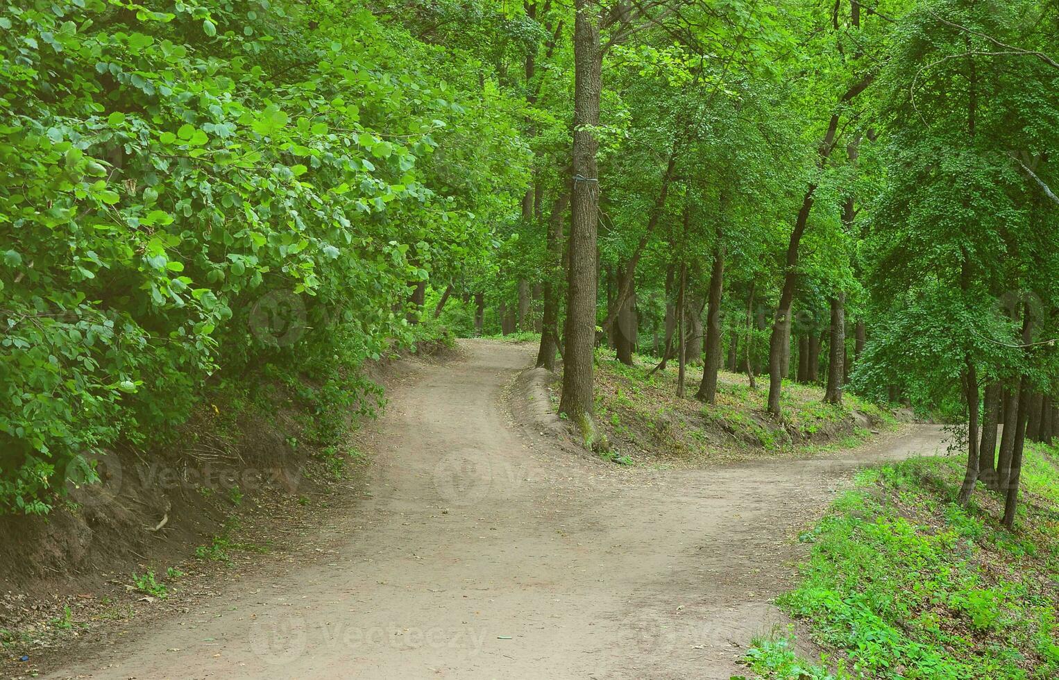 Divergence of paths in the forest. Crossroads among many trees photo