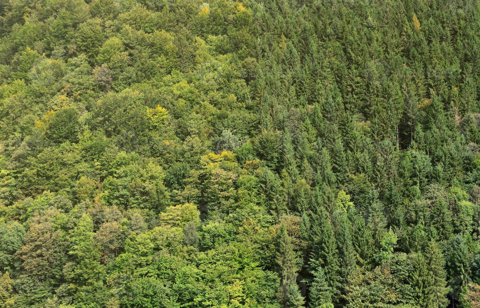 Texture of a mountain forest with many green trees. View from high photo