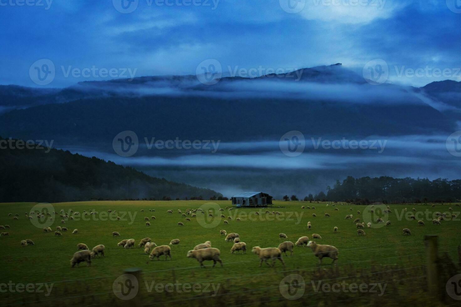 flock of merino sheep new zealand farm photo