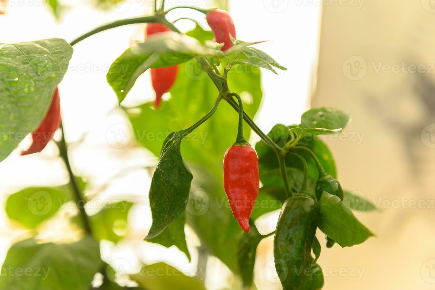 Fresh red and green chili peppers hanging on plants in a greenhouse photo