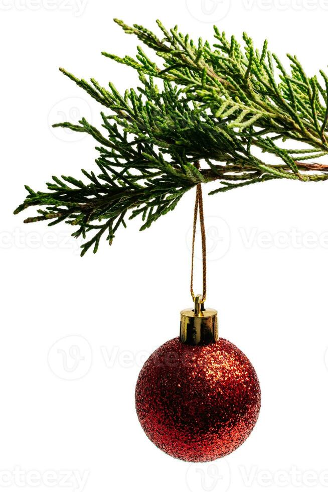 Red Christmas ball hanging from pine tree, isolated on white or transparent background. photo