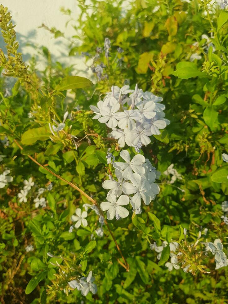 Plumbago auriculata white flowering plant photo