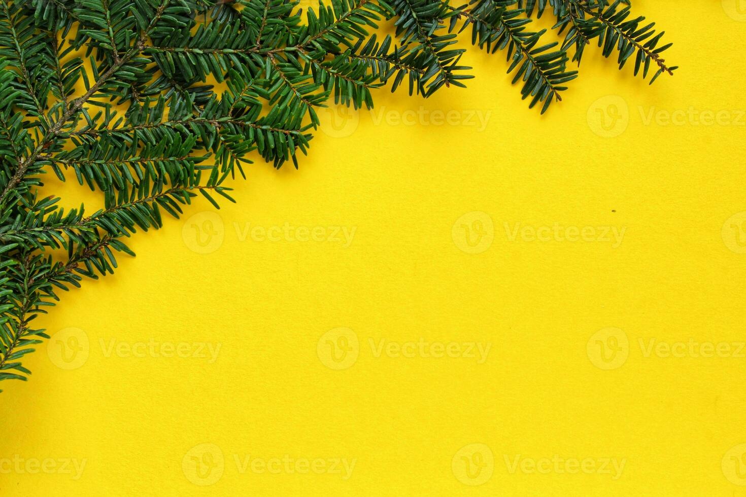 Green spruce branch on yellow background with copy space. Christmas tree decoration. New year, winter holiday card. Fir, pine twig. Nature minimal concept photo