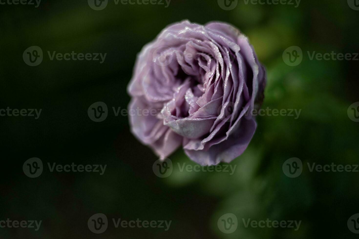 Light purple rose flower with leaves in a garden with bokeh background. photo