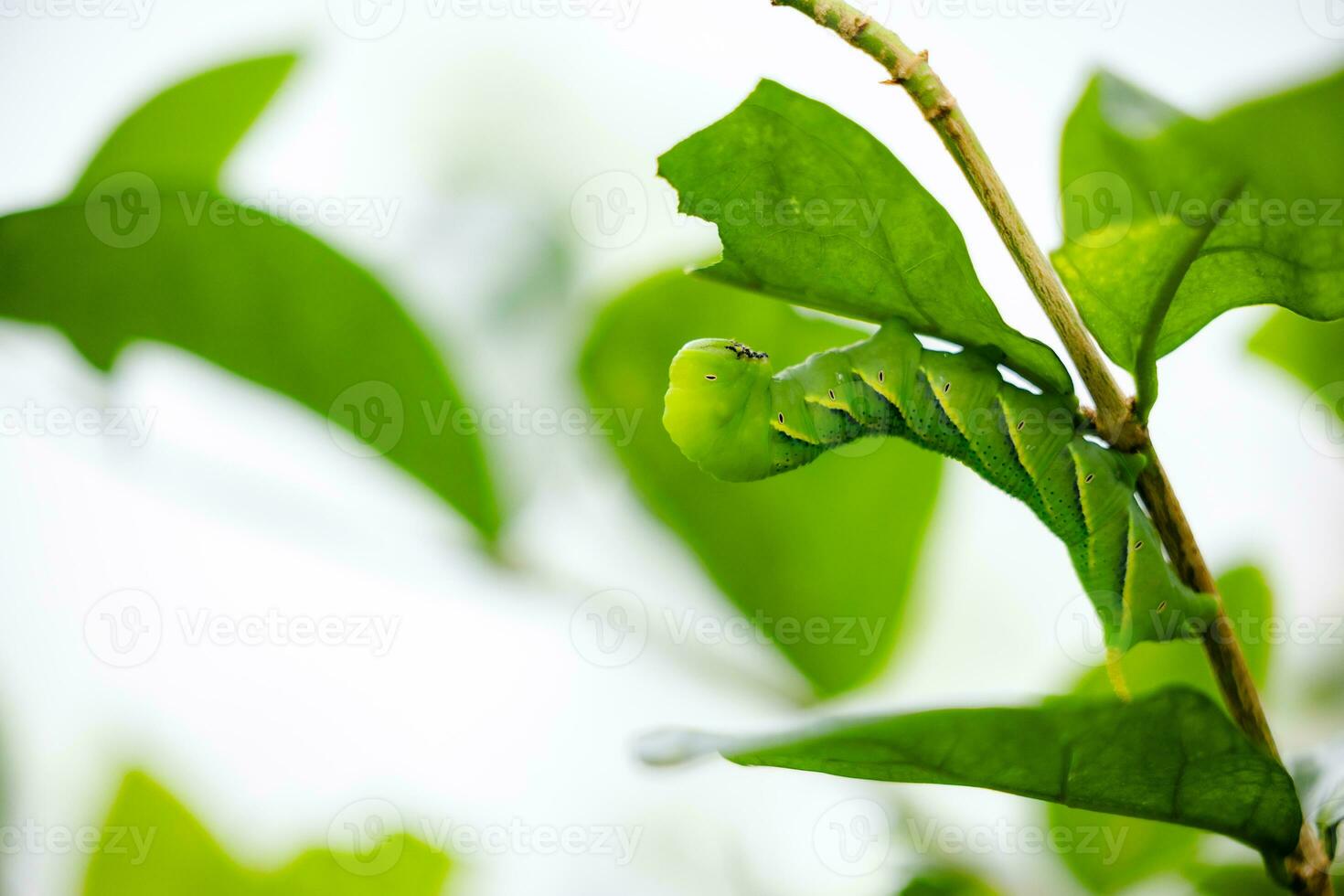 butterfly-caterpillar Papilio machaon on a green leaf plant on a summer day photo