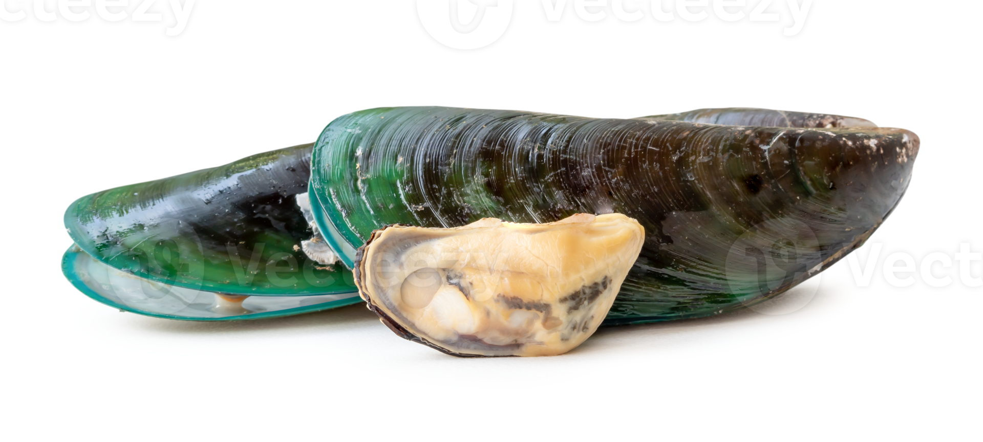 Steamed or cooked food of fresh beautiful green mussels in stack isolated with clipping path and shadow in png file format