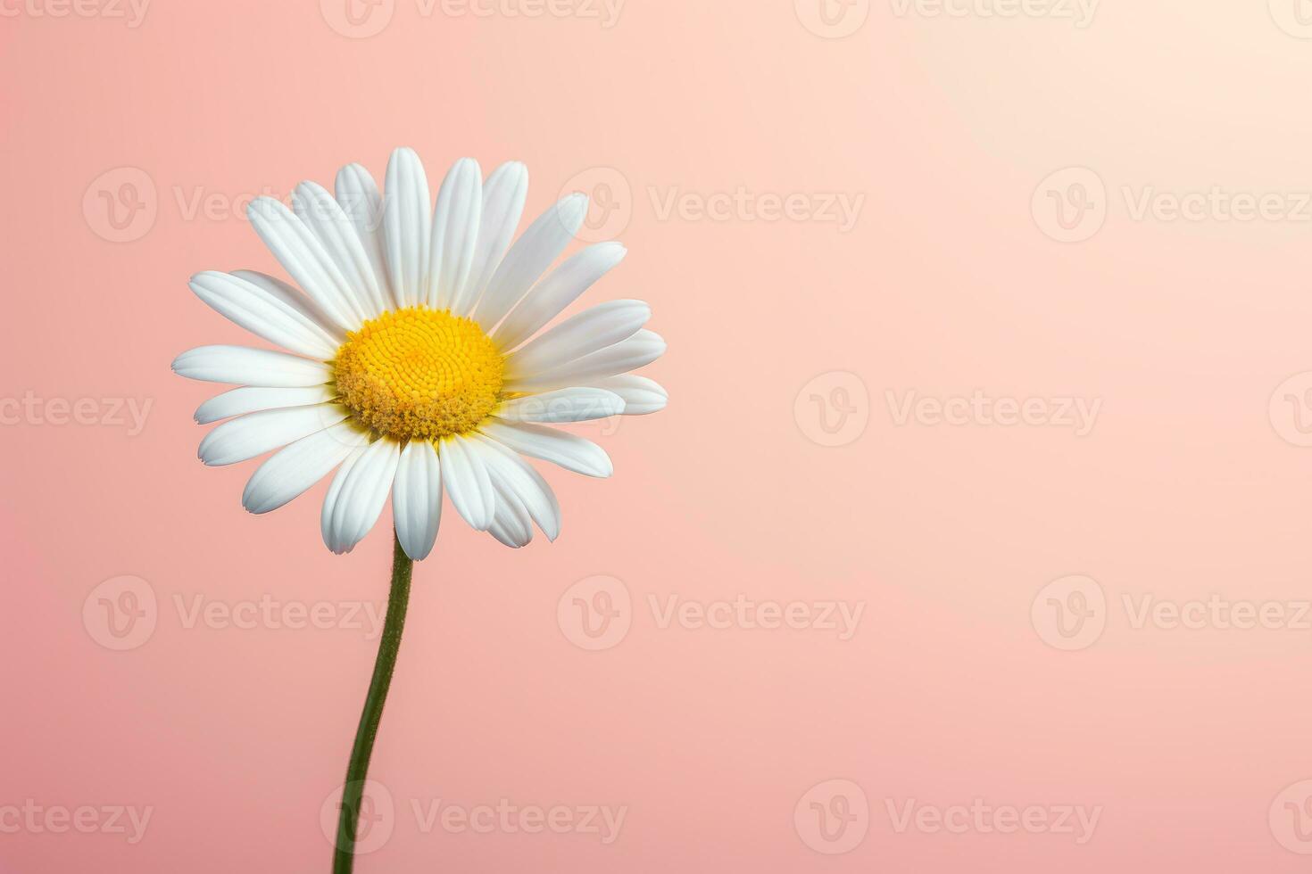 AI generated A daisy flower with a large pattern on a light background. photo