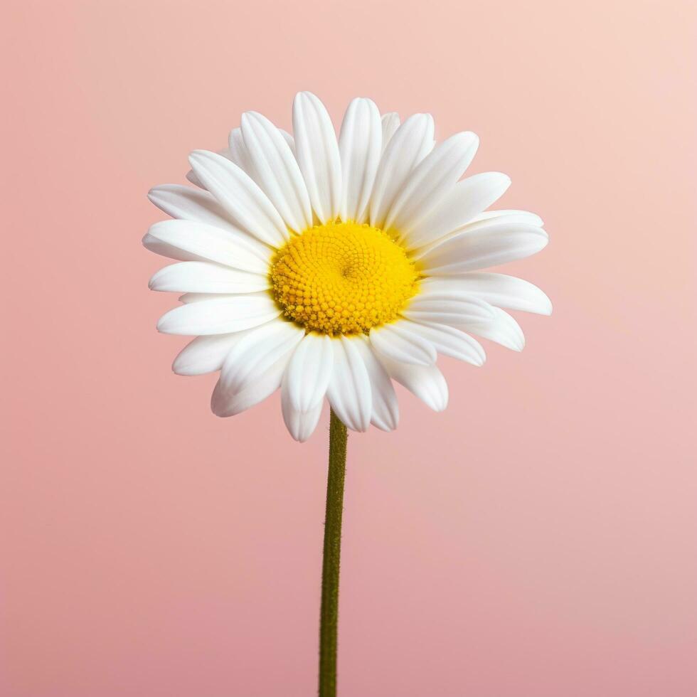 AI generated A daisy flower with a large pattern on a light background. photo