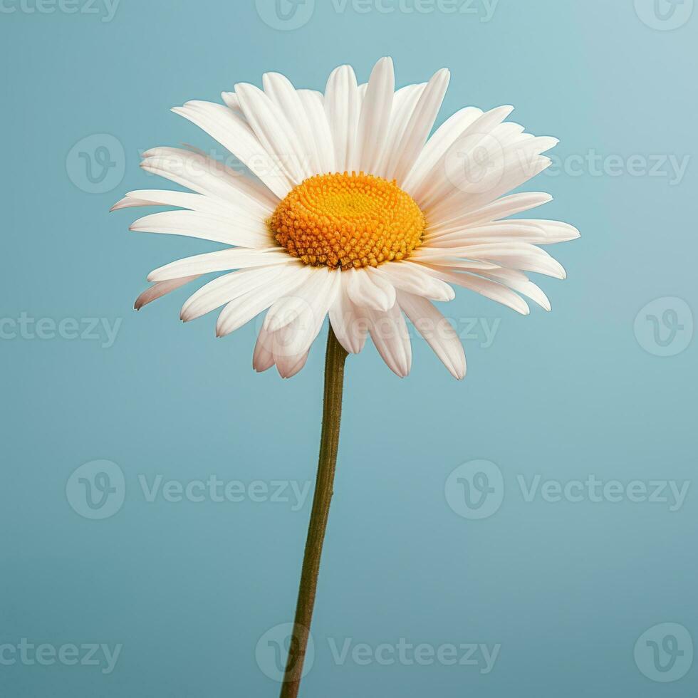 AI generated A daisy flower with a large pattern on a light background. photo