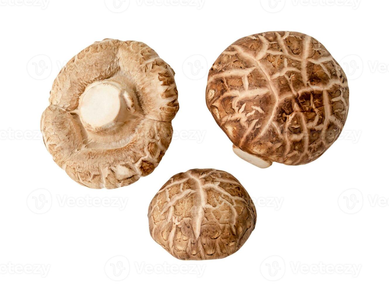 Top view set of Fresh shiitake mushrooms isolated on white background with clipping path. Japanese and Chinese herb photo