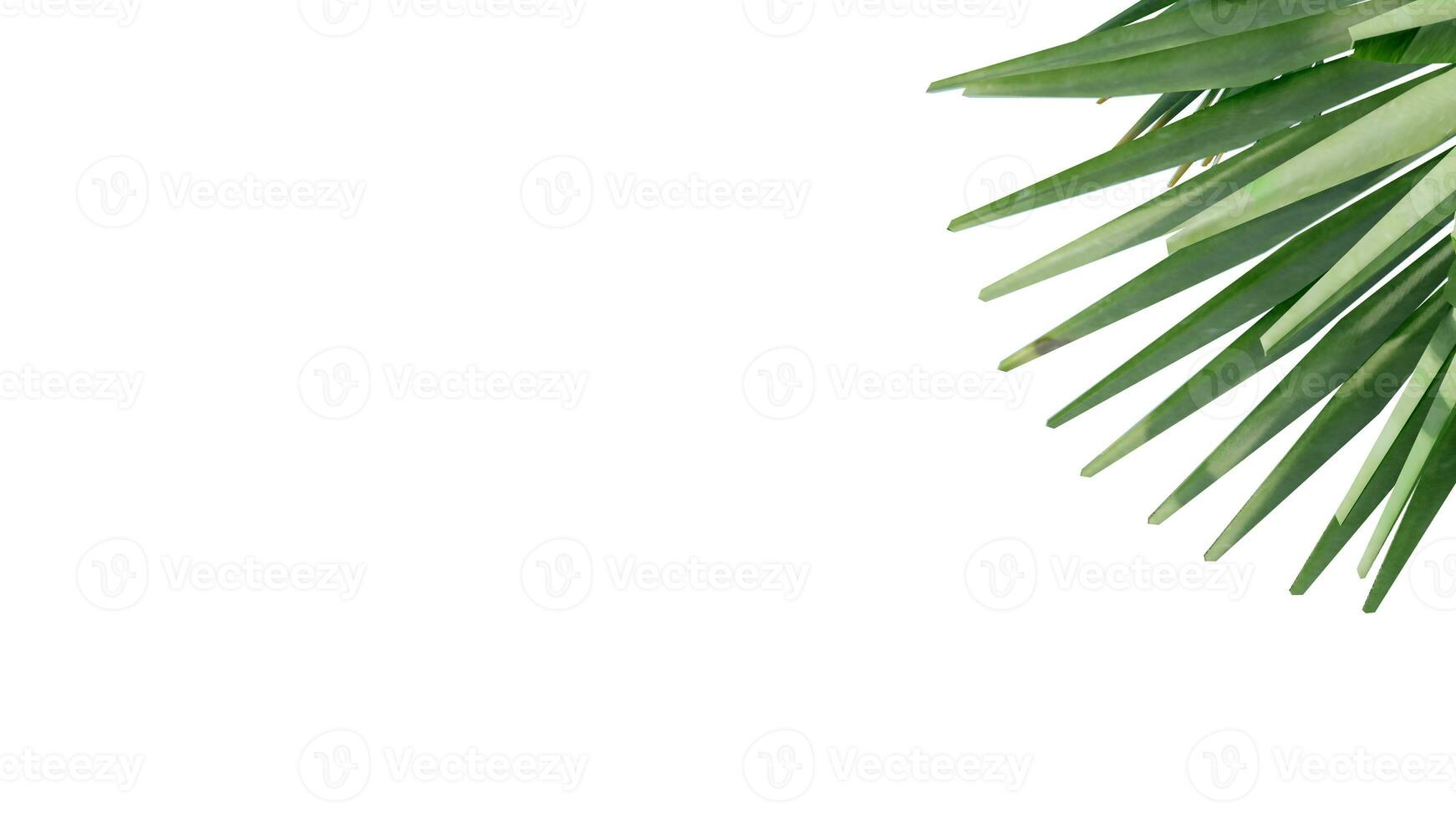 coconut leave nature transparent cut out forest isolated background 3d render. photo