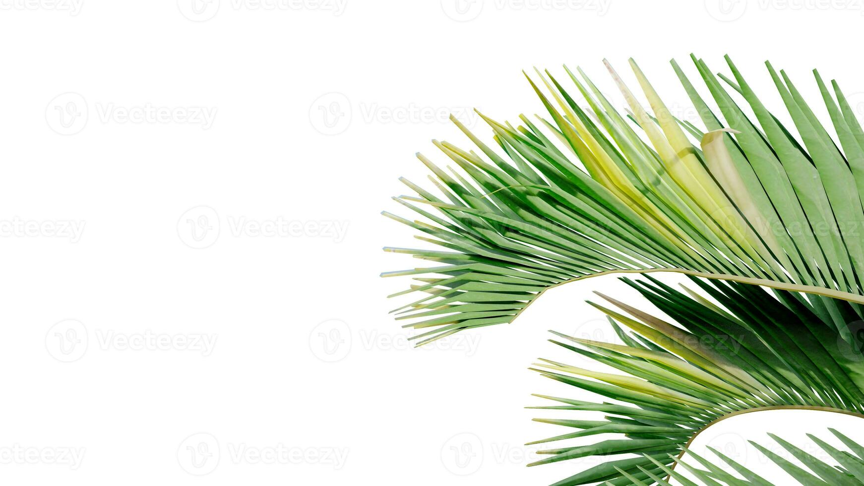 coconut leave nature transparent cut out forest isolated background 3d render. photo