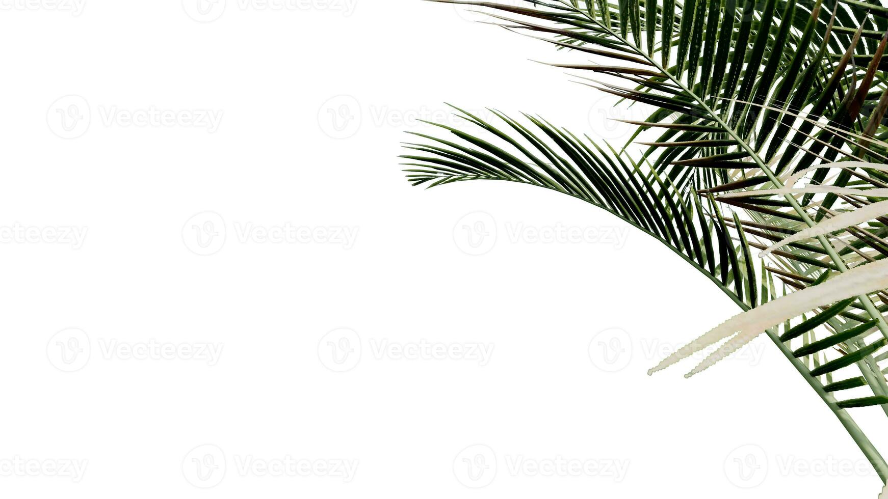 coconut leave nature transparent cut out forest isolated background 3d render. photo