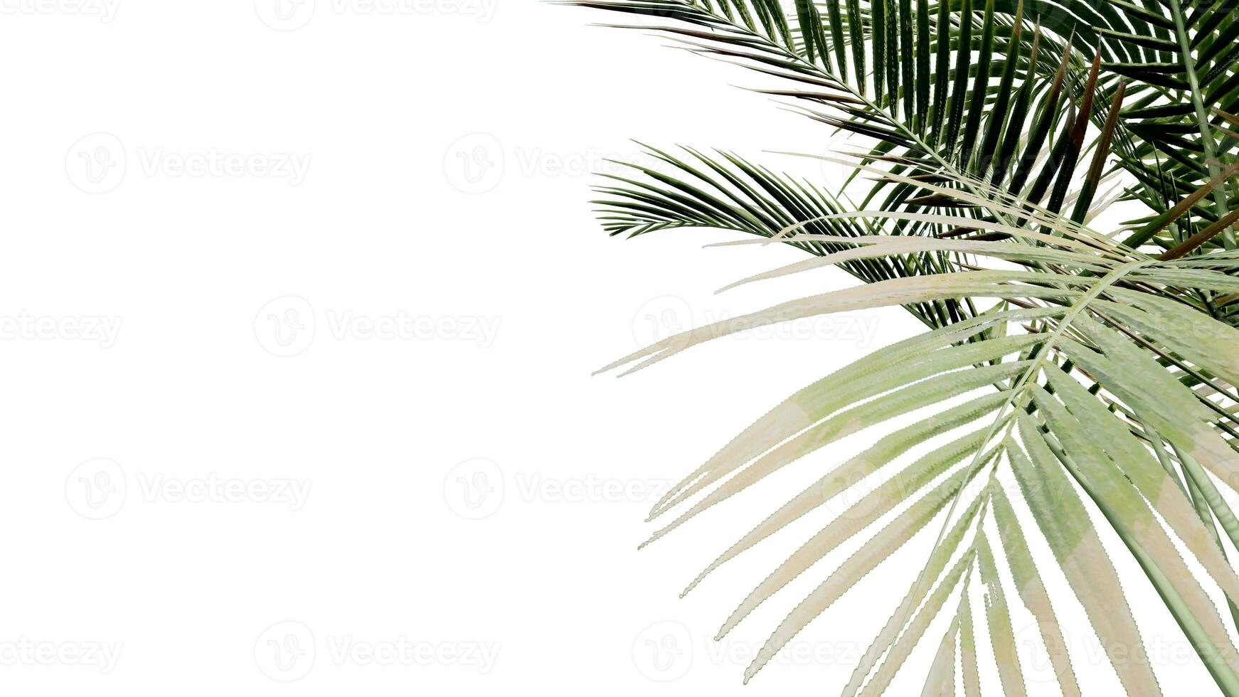 coconut leave nature transparent cut out forest isolated background 3d render. photo