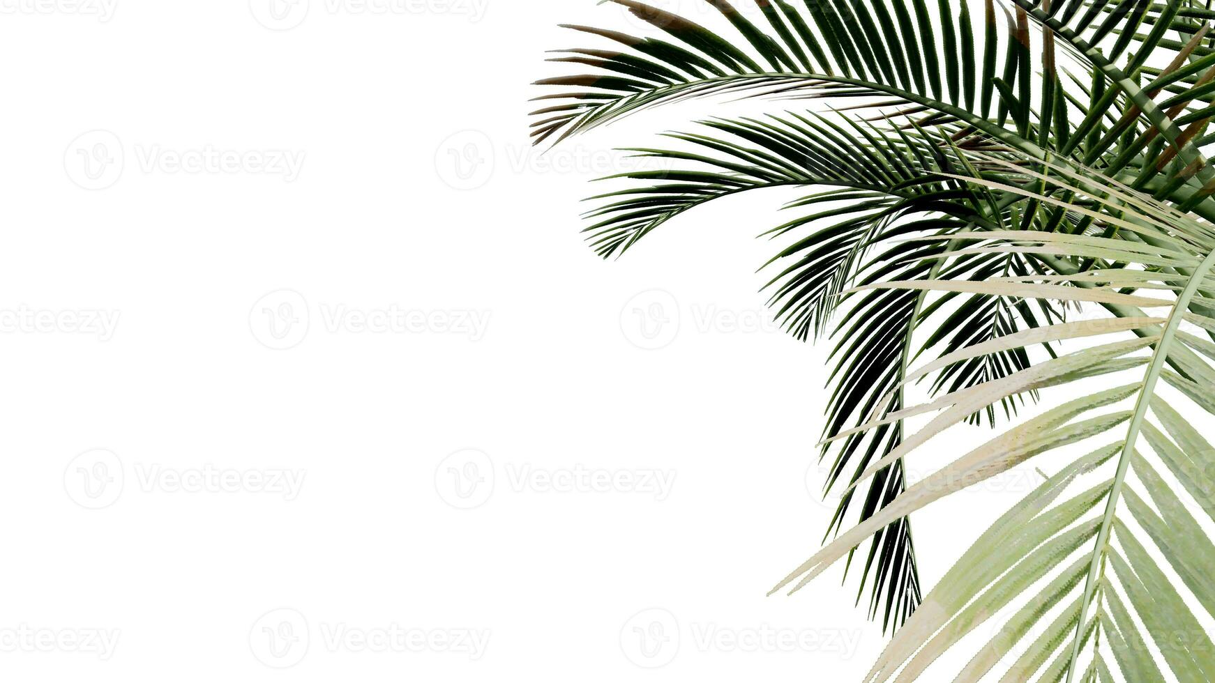 coconut leave nature transparent cut out forest isolated background 3d render. photo