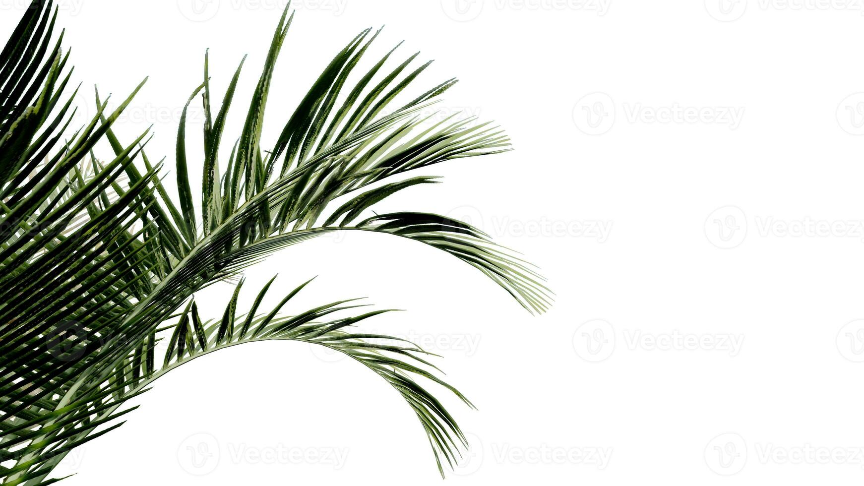 coconut leave nature transparent cut out forest isolated background 3d render. photo