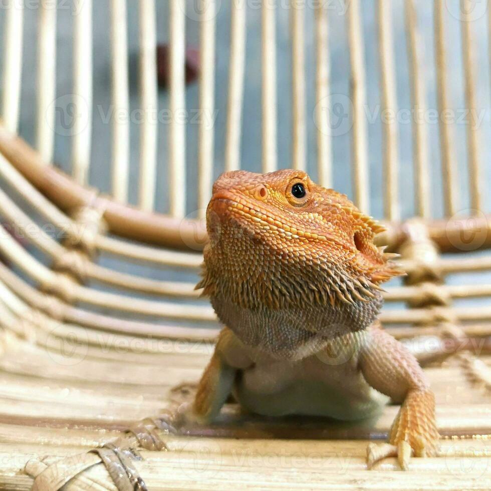 Orange Bearded Dragon Posing Leisurely on a Rattan photo