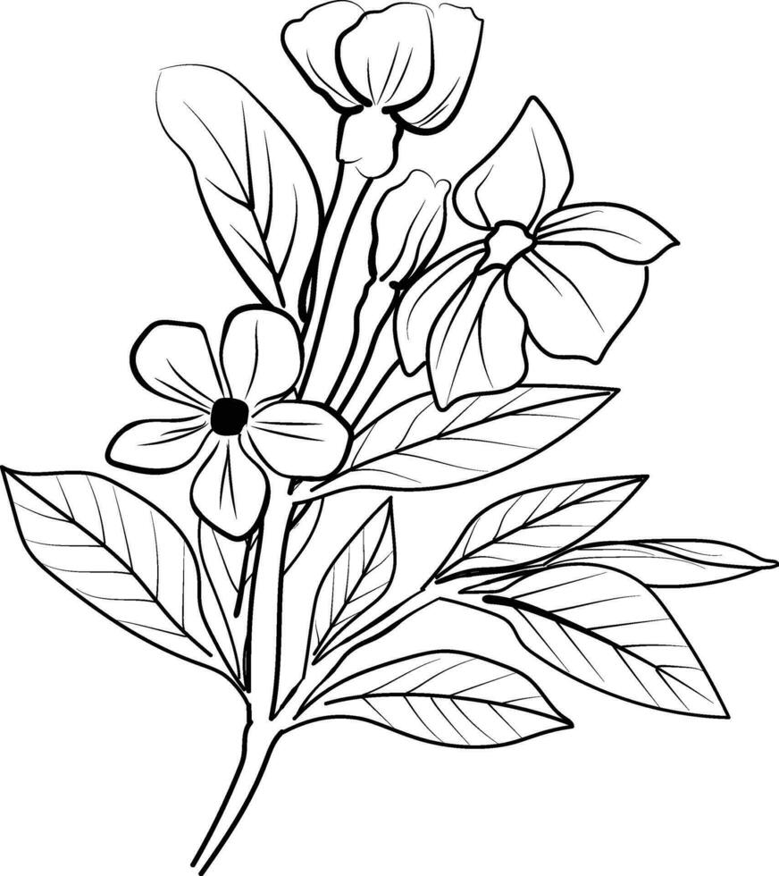 Flowers coloring pages, and book, Vector sketch of periwinkle flower drawing, Hand drawn noyon tara, botanical leaf bud illustration engraved ink art style