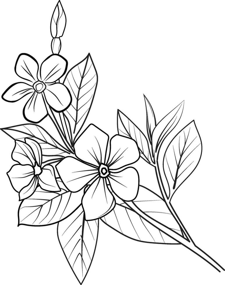 Unique flower coloring pages, Hand-drawn vector illustration of a garden variety of  Catharanthus and outline illustration, periwinkle Flowers Wall Decor, madagascar periwinkle art print