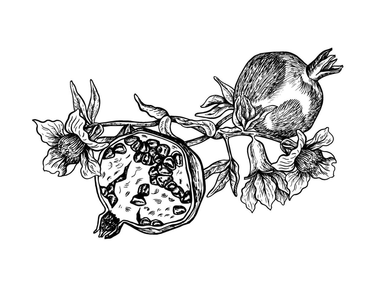 Half and whole pomegranate on a flowering branch, hand drawn black and white graphic vector illustration. Isolated on a white background. For packaging, banners and menus, textiles and posters.