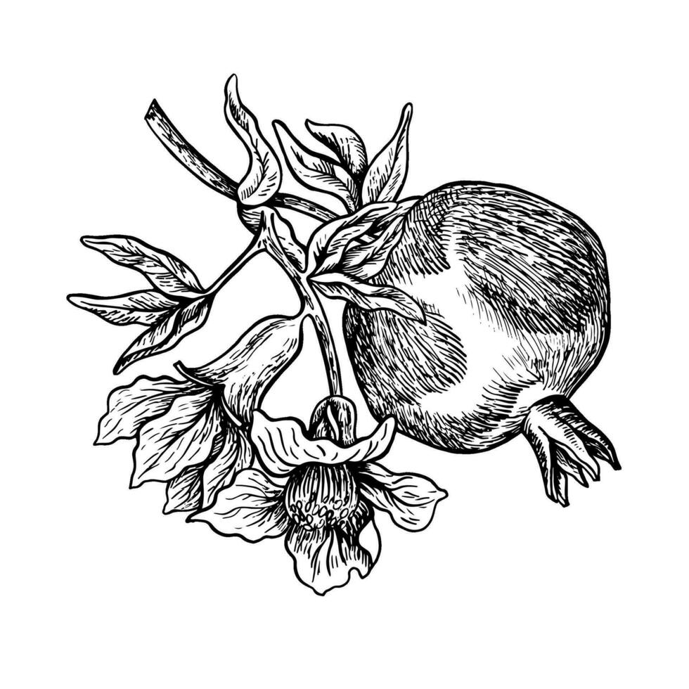 Pomegranate on a blossoming branch, hand drawn black and white graphic vector illustration. Isolated on a white background. For packaging, banners and menus, textiles and posters.