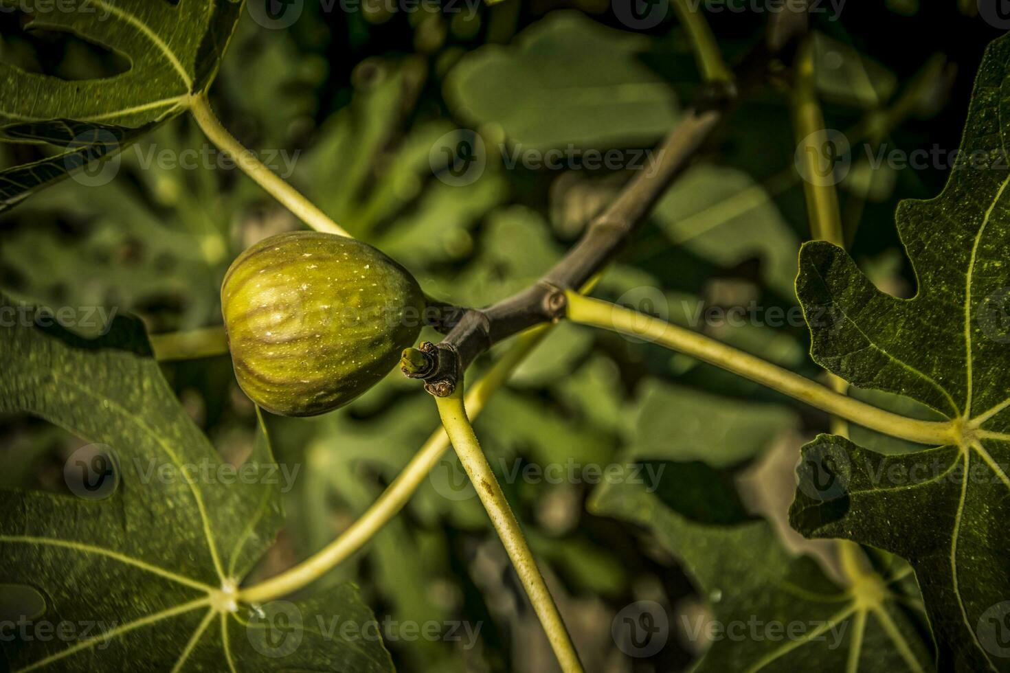 A single ripe fig fruit on a tree with golden sunlight photo