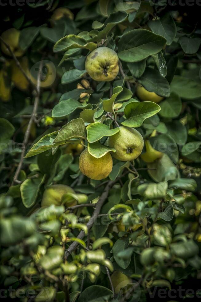 Yellow ripe quince fruit on a tree photo