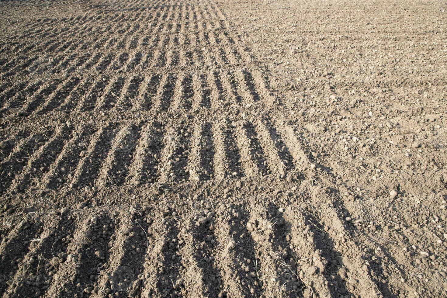 plowed soil  in a field during preparation for onion seed sowing in Bangladesh photo