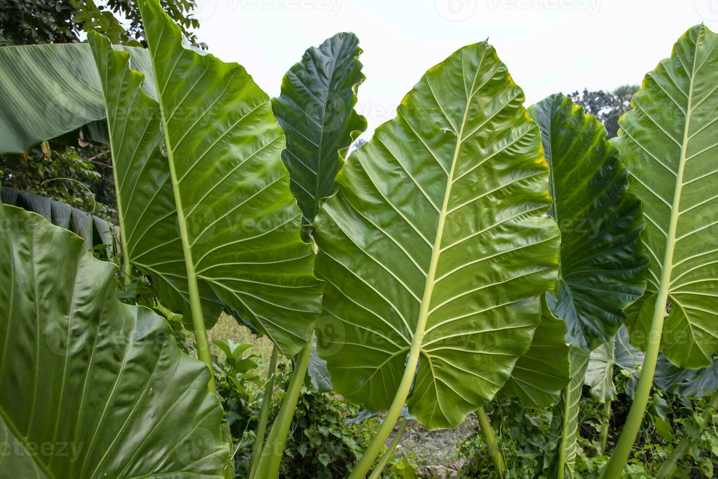 Green Alocasia or Elephant ear  tree plant Natural Texture background photo