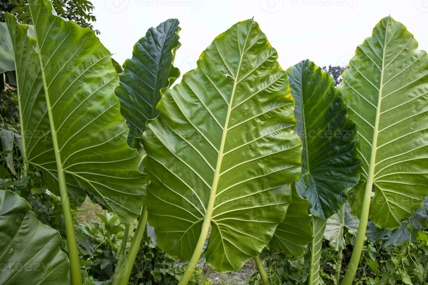 Green Alocasia or Elephant ear  tree plant Natural Texture background photo