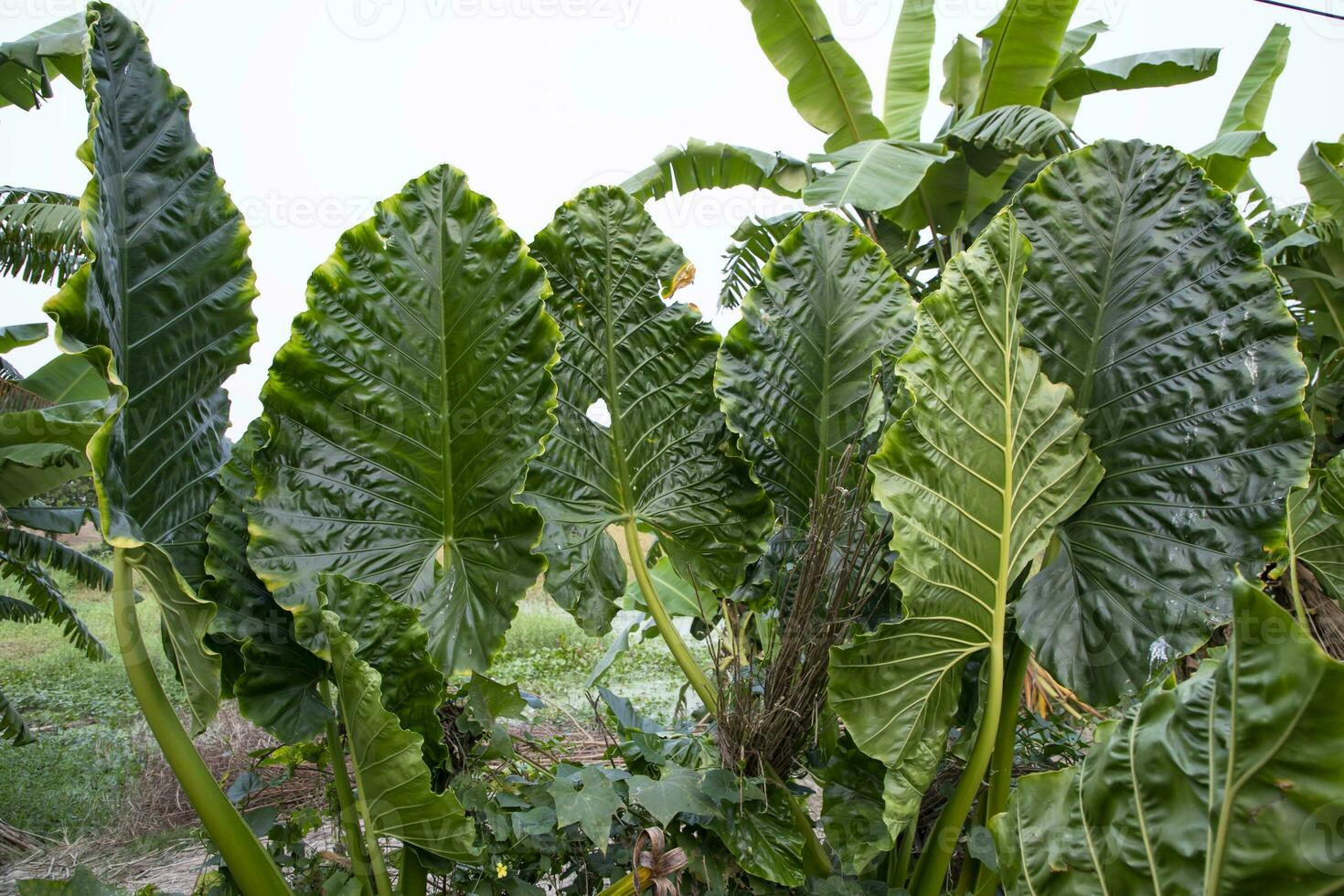 Green Alocasia or Elephant ear  tree plant Natural Texture background photo