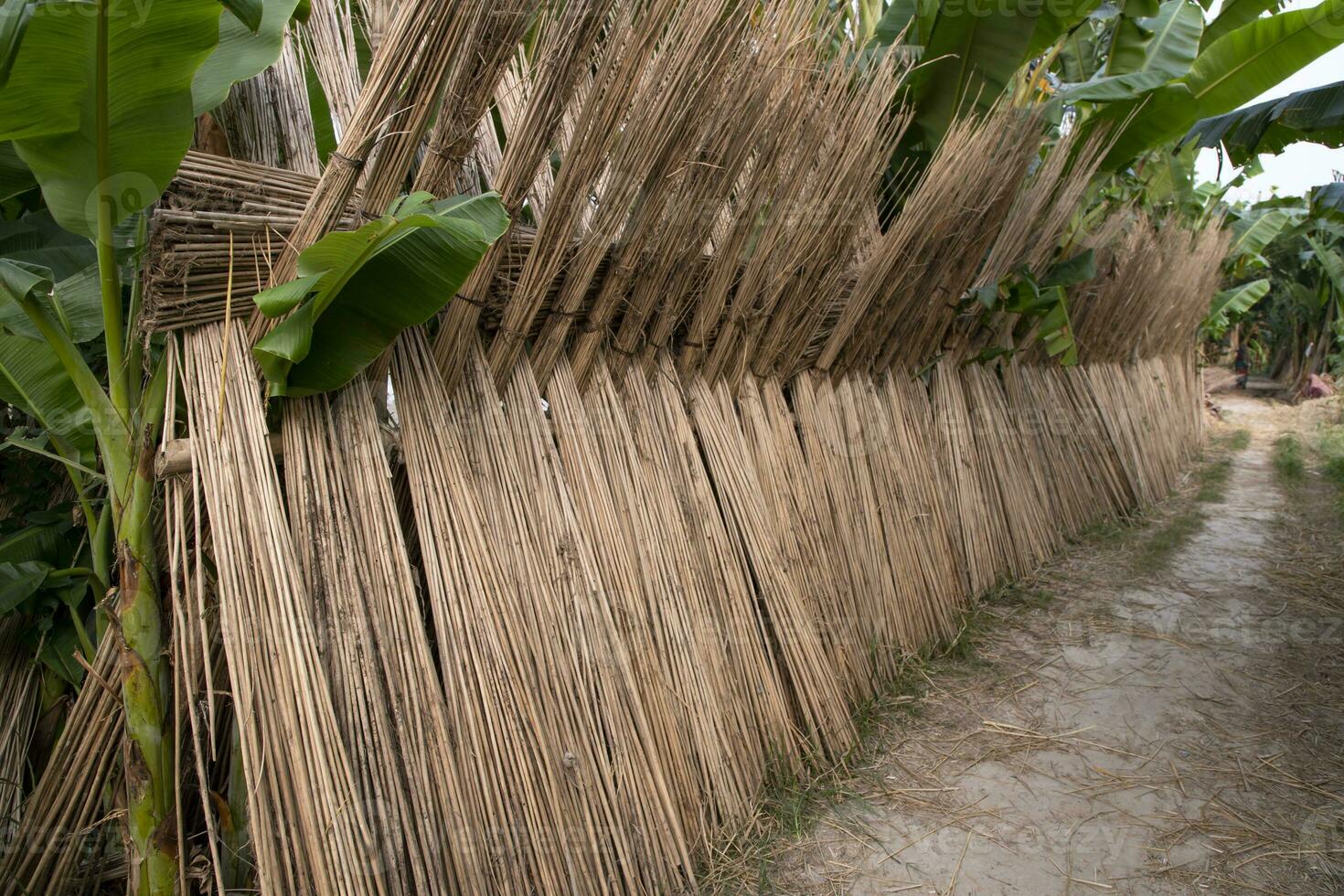 muchos yute palos son apilado para Dom el secado a sadarpur, faridpur, bangladesh uno y solamente yute cultivo es en faridpur, Bangladesh foto