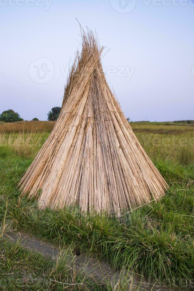 Many Jute sticks are stacked for sun drying in a field at Sadarpur, Faridpur, Bangladesh. One and only Jute cultivation is in Faridpur, Bangladesh photo