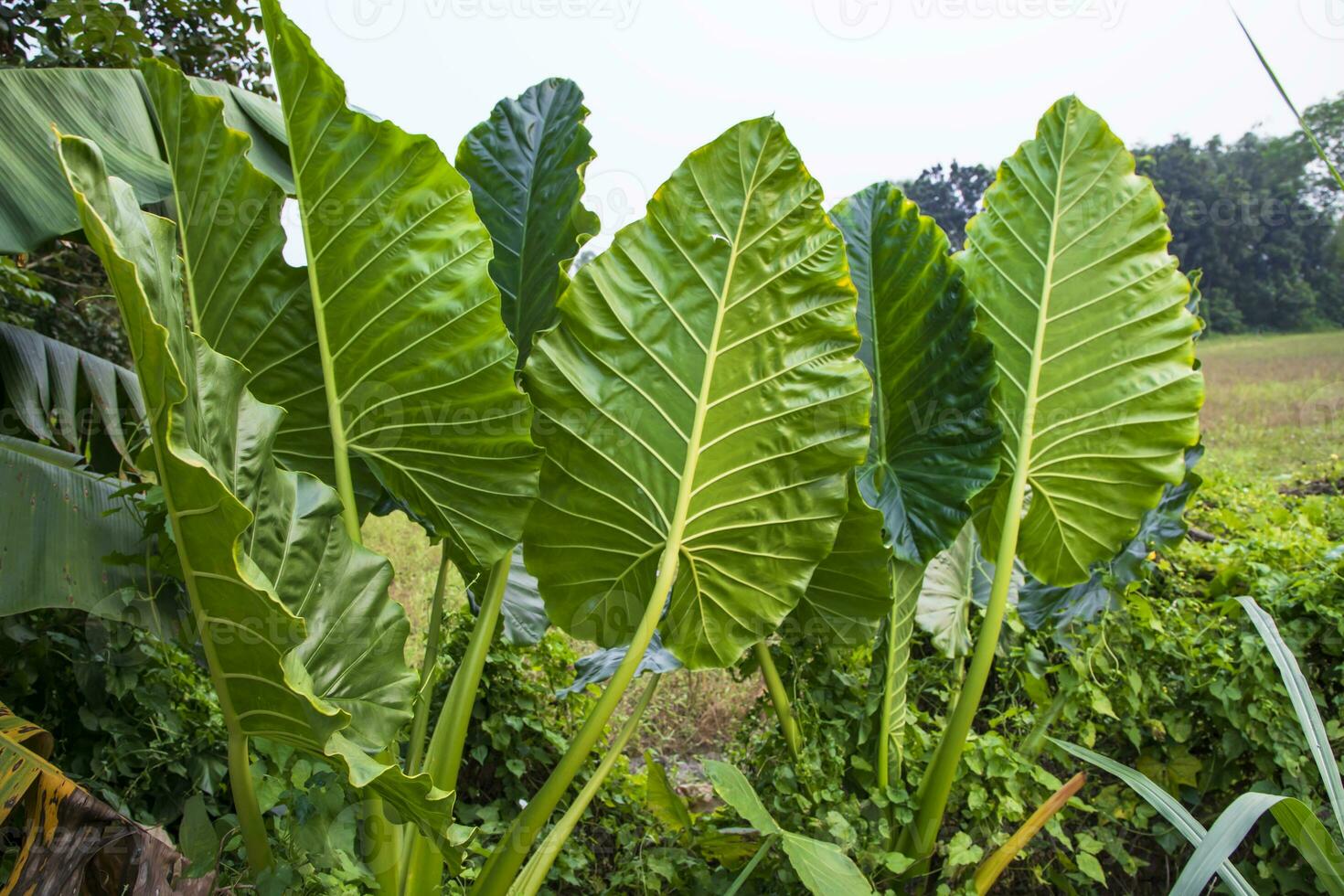 Green Alocasia or Elephant ear  tree plant Natural Texture background photo