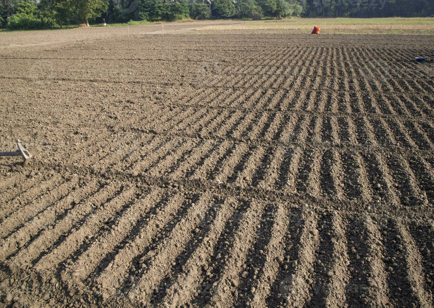 plowed soil  in a field during preparation for onion seed sowing in Bangladesh photo