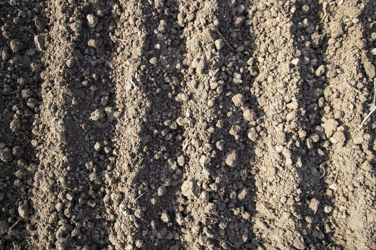 plowed soil  in a field during preparation for onion seed sowing in Bangladesh photo