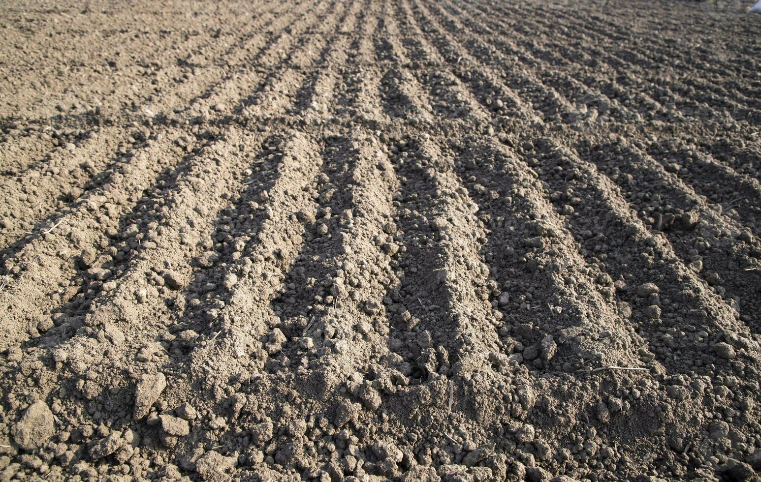 plowed soil  in a field during preparation for onion seed sowing in Bangladesh photo