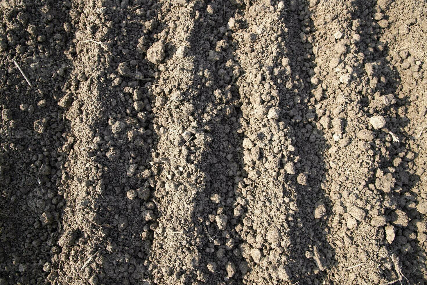 plowed soil  in a field during preparation for onion seed sowing in Bangladesh photo