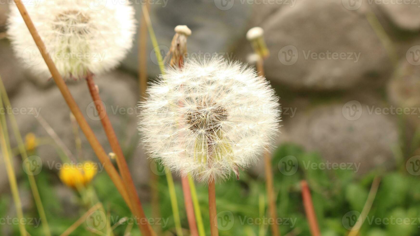 Beautiful Dandelion Flower photo