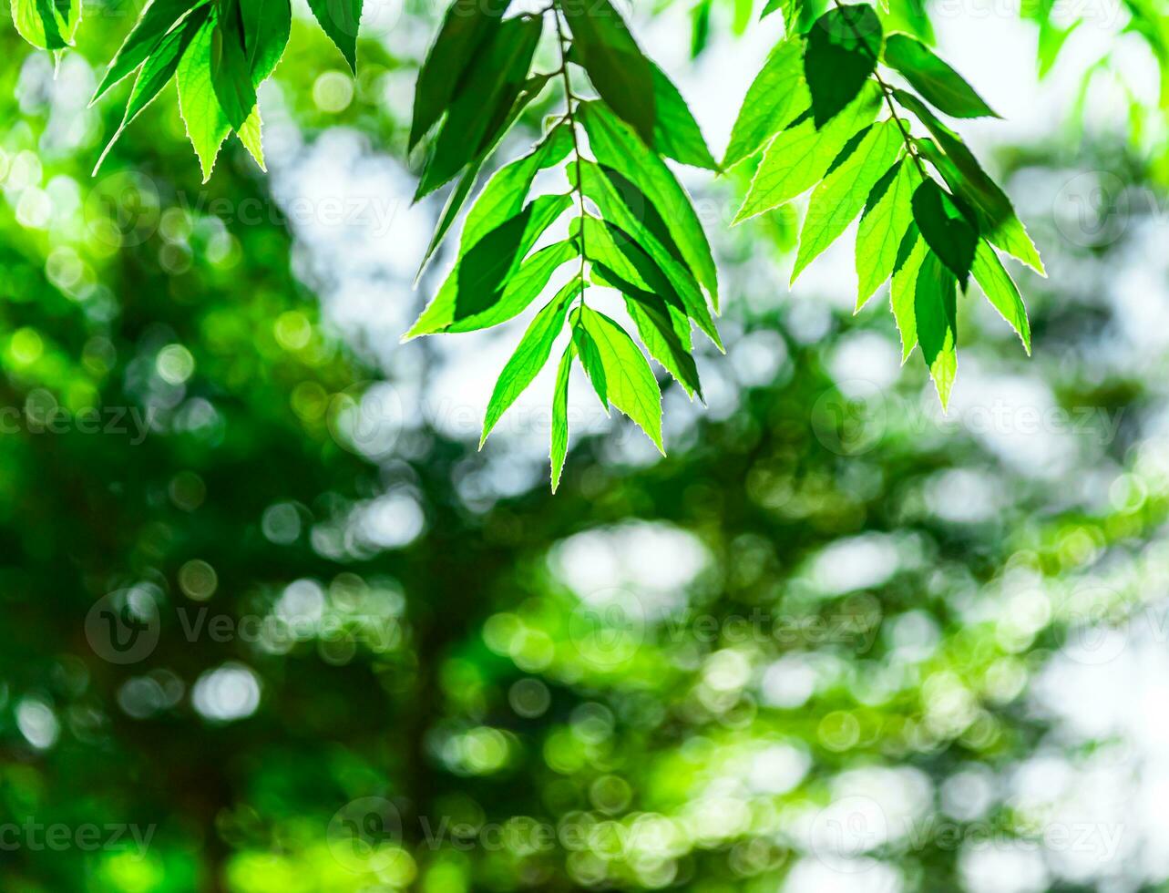 Blurry background Tall trees in the forest photo