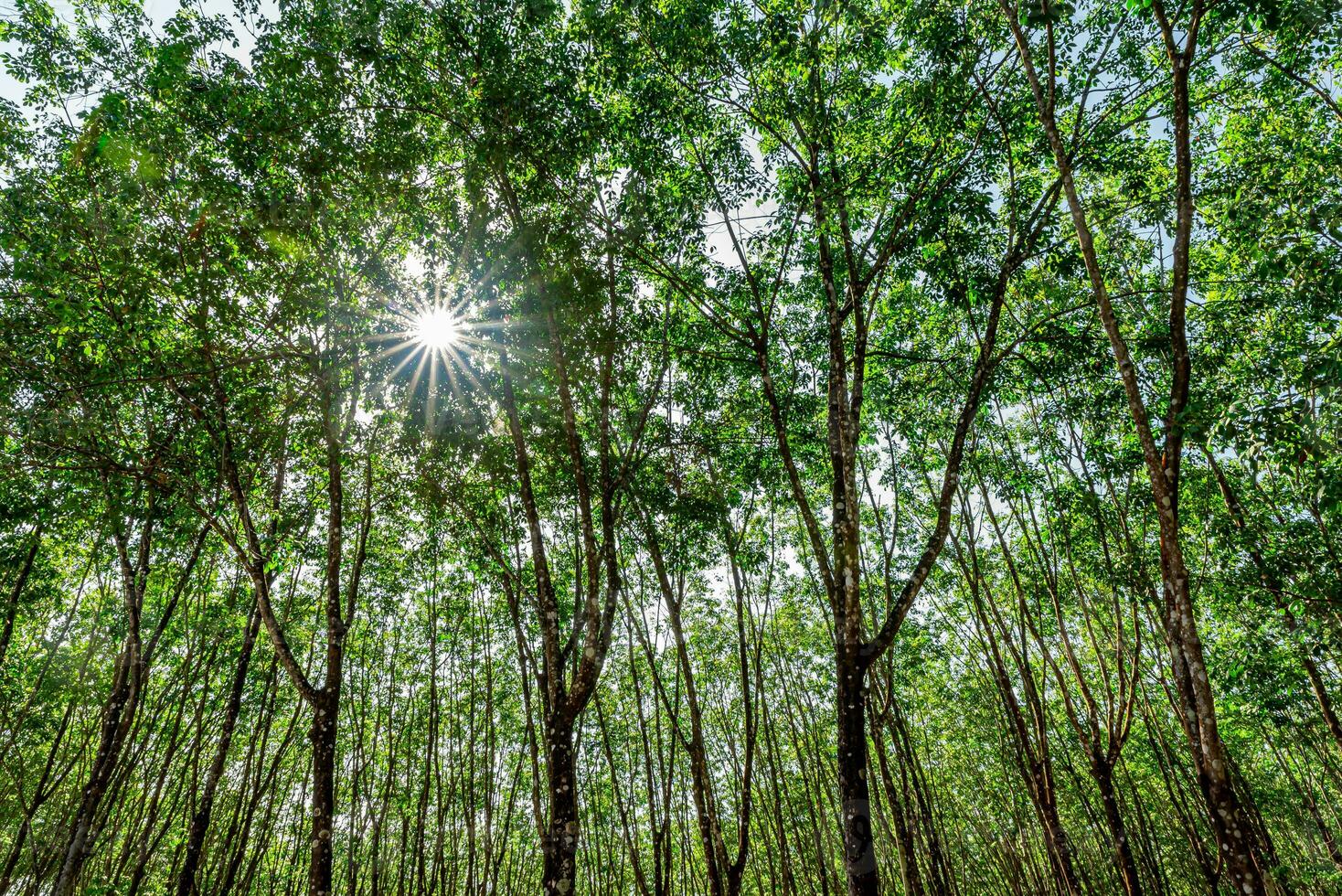 The midday sun shines down in the tall forest photo