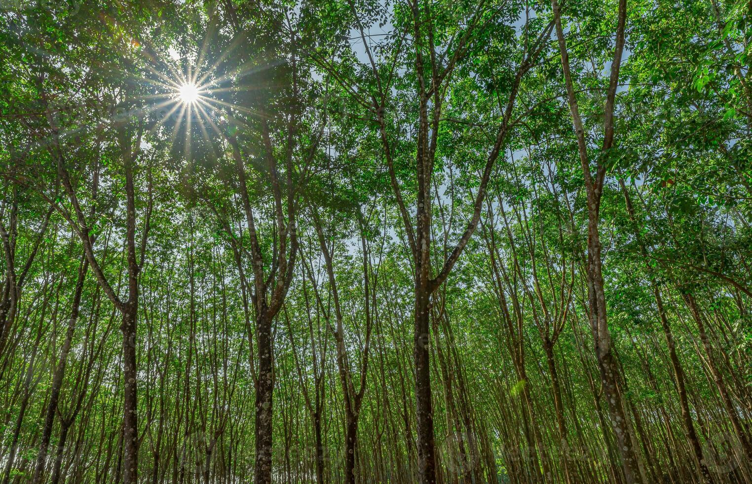 The midday sun shines down in the tall forest photo