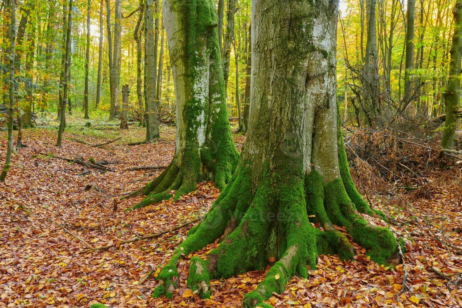 Tranquil autumn forest with vibrant foliage and trees. Beauty of mighty trees. photo