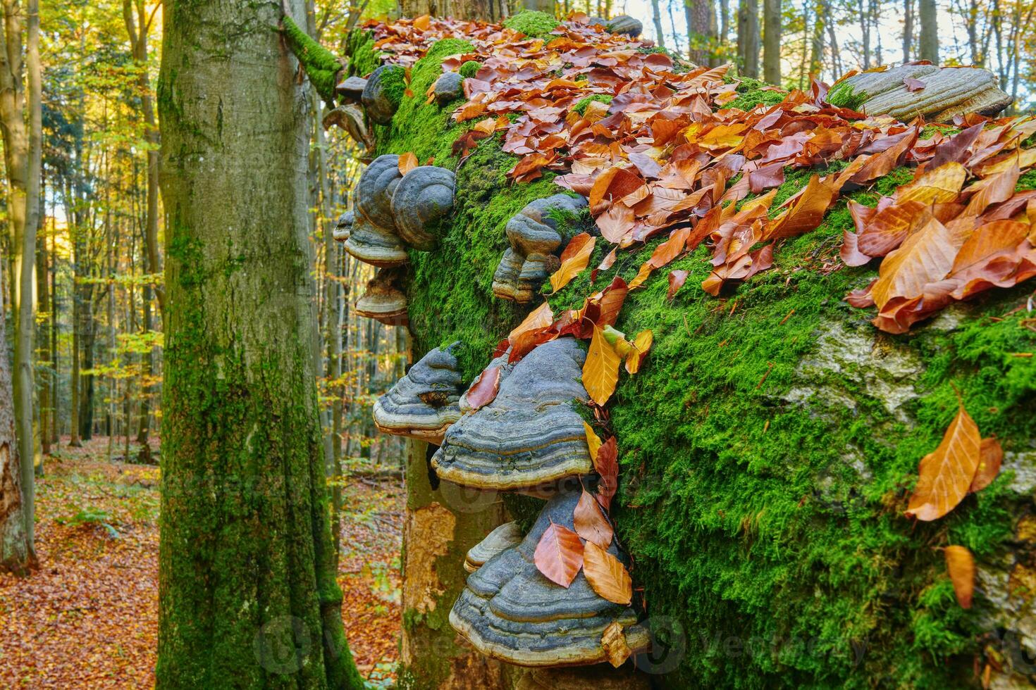 Autumn Woodland. The Beauty of Mighty Trees. Tranquil autumn forest with vibrant foliage and trees. photo