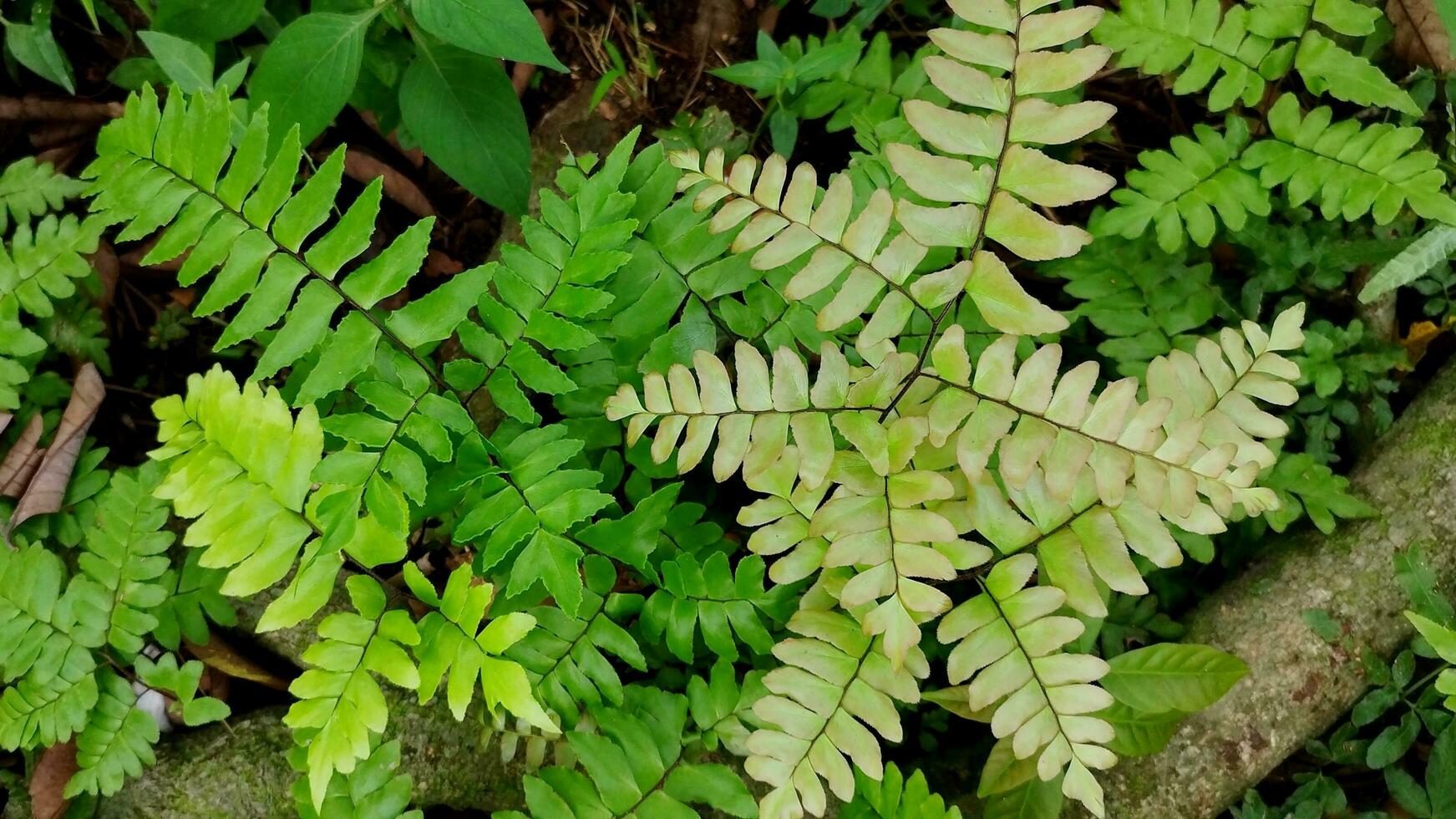 kedondong suplir plant that grows wild in the garden photo