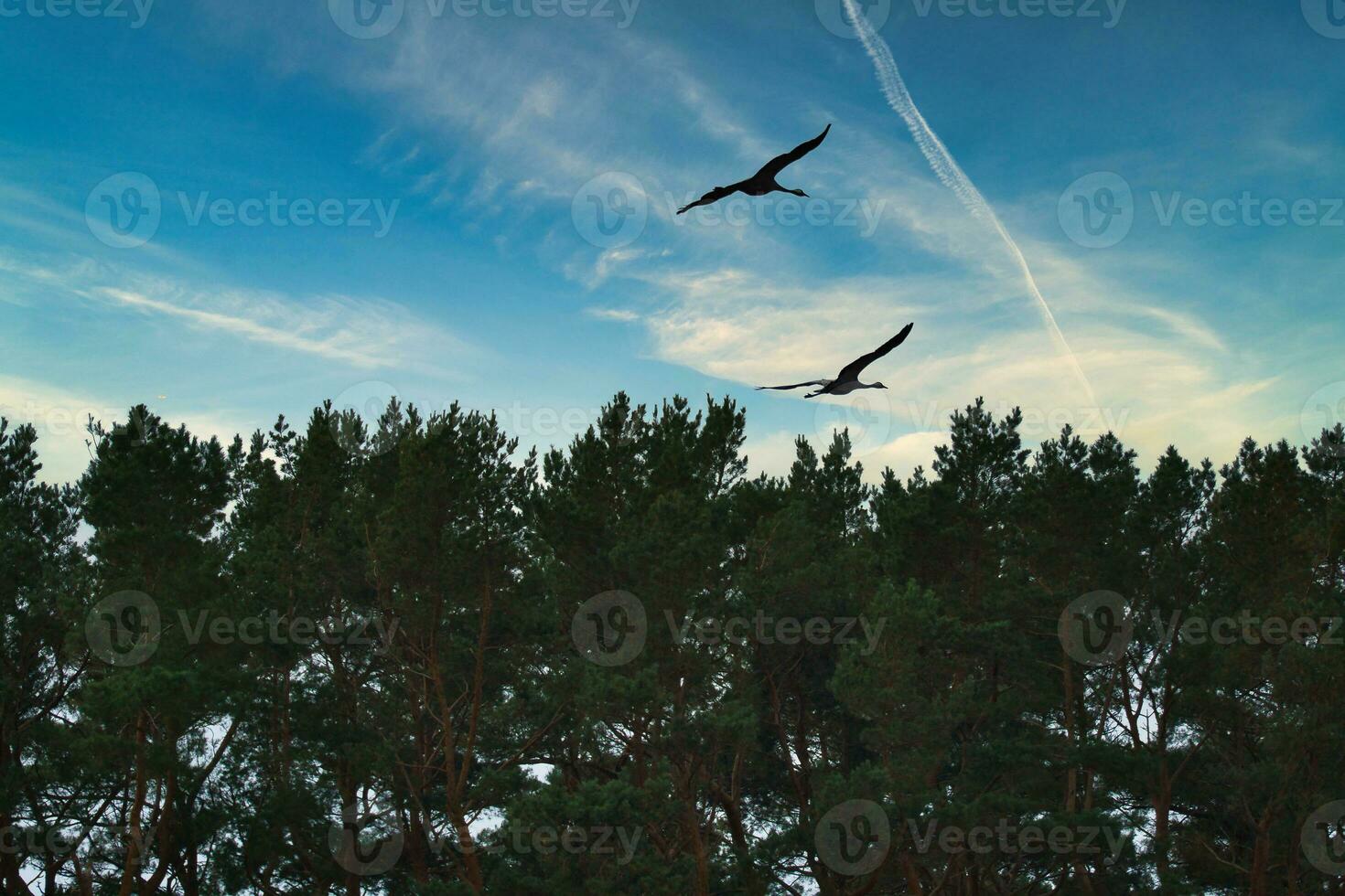 Two cranes fly over trees in a forest at sunset. Migratory birds on the Darss photo