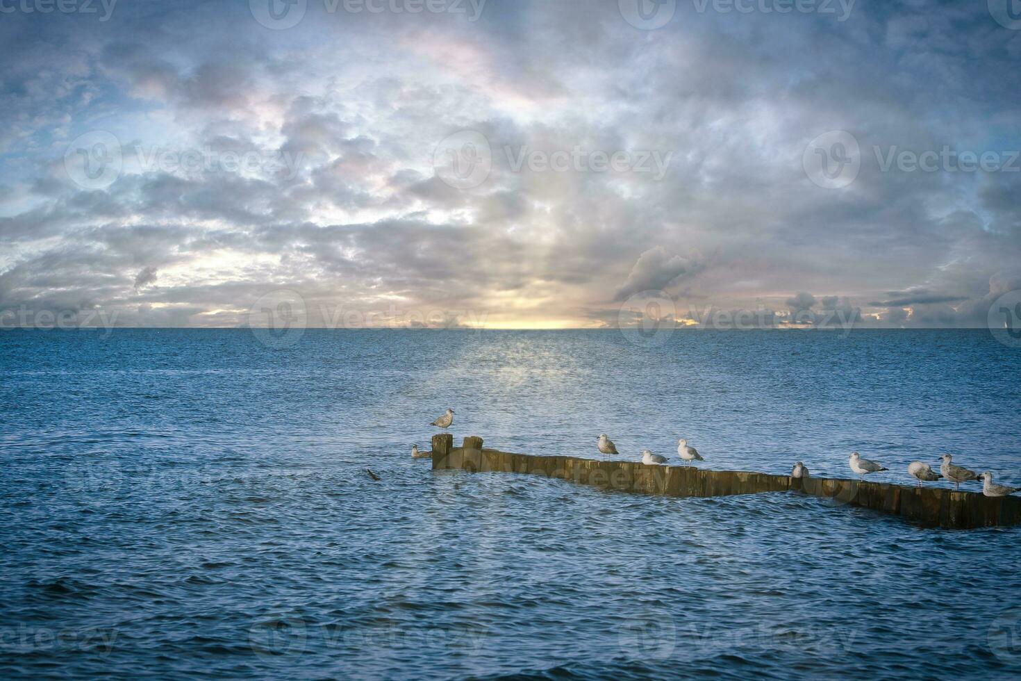 Seagulls on a groyne in the Baltic Sea. Waves at sunset. Coast by the sea. Animal photo