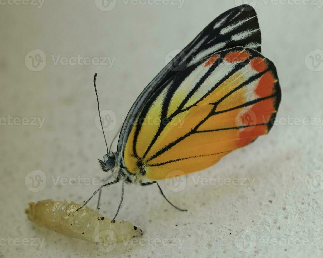 a butterfly with a small egg on its back photo